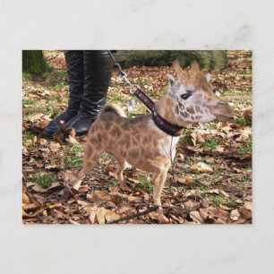 Cartão Postal Gihuahua