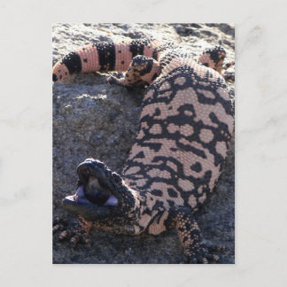 Cartão Postal Gila Monster