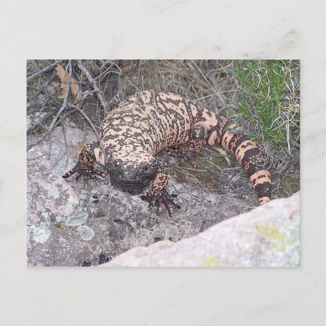Cartão Postal Gila Monster (Frente)