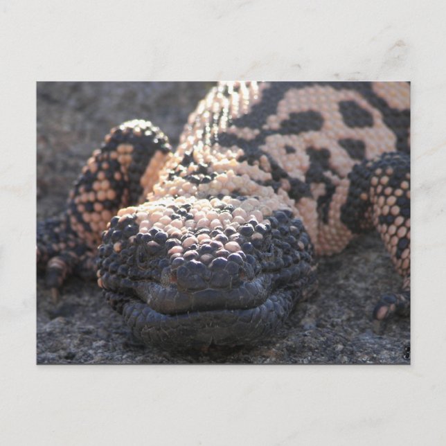 Cartão Postal Gila Monster (Frente)