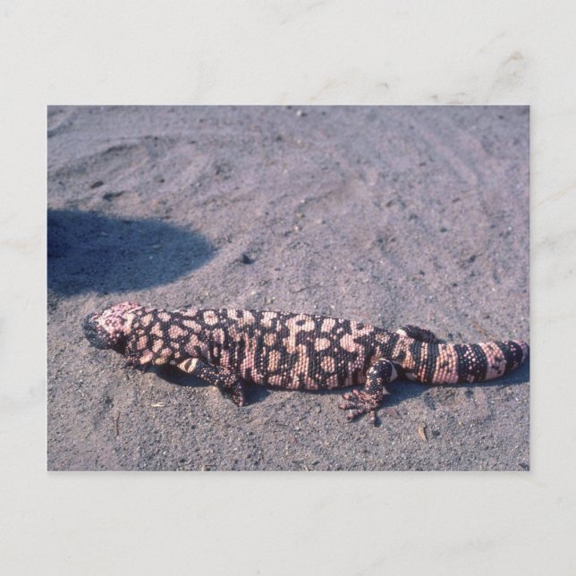 Cartão Postal Gila Monster Lizard (Frente)