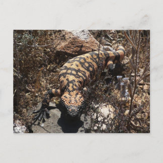 Cartão Postal Gila Postcard