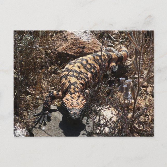 Cartão Postal Gila Postcard (Frente)