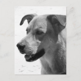 Cartão Postal Gilbert