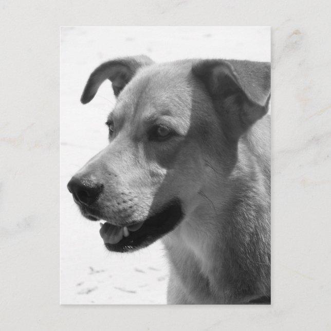 Cartão Postal Gilbert (Frente)