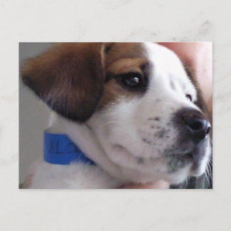 Cartão Postal Gilbert