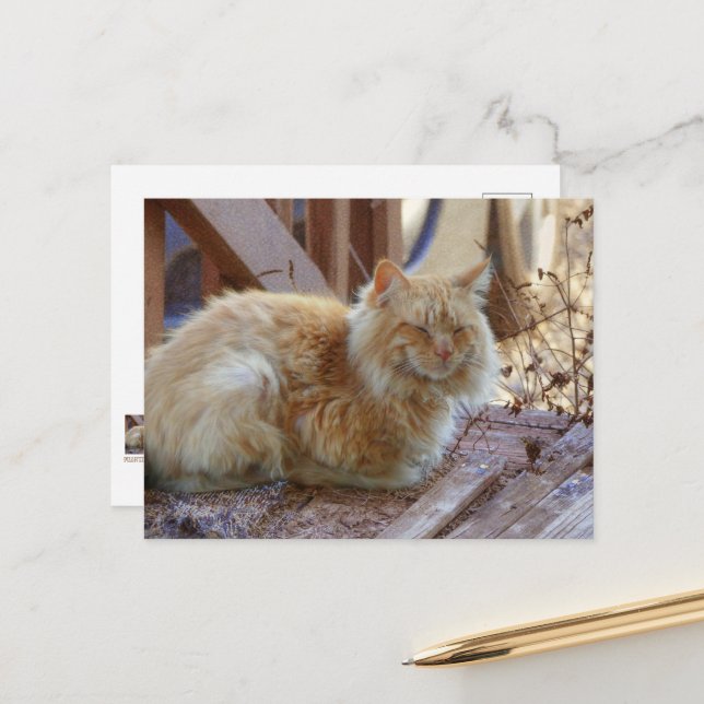 Cartão Postal Ginger George (Frente/Verso In Situ)