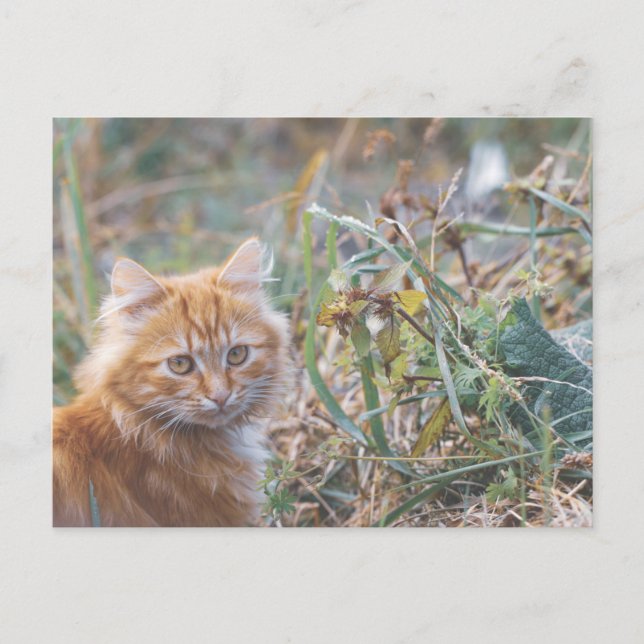Cartão Postal Ginger Ginger Ginger Face (Frente)