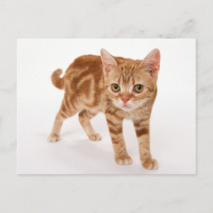 Cartão Postal Ginger Tabby Shorthair Cat