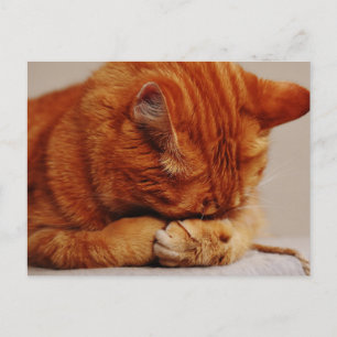 Cartão Postal Ginger Tabby Shorthair Cat