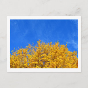 Cartão Postal Ginkgo: Folhas Amarelas, Céu Azul