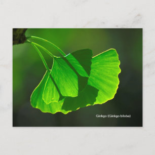 Cartão Postal Ginkgobaum (Ginkgo biloba)