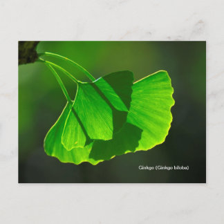 Cartão Postal Ginkgobaum (Ginkgo biloba)