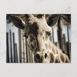 Cartão Postal Girafa