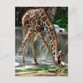 Cartão Postal Girafa