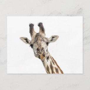 Cartão Postal Girafa