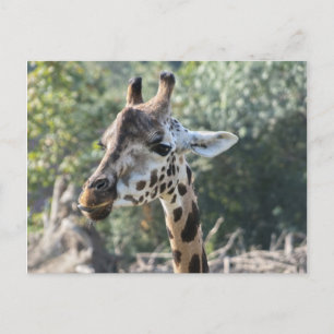 Cartão Postal Girafa