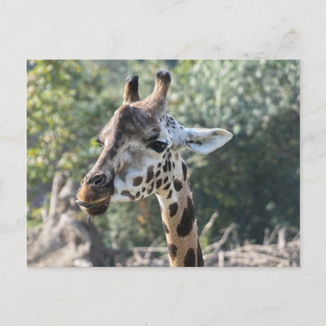 Cartão Postal Girafa (Frente)