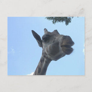 Cartão Postal Girafa