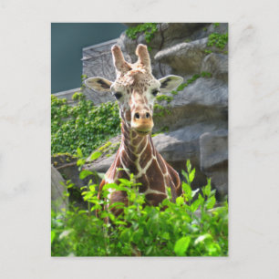 Cartão Postal Girafa