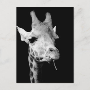 Cartão Postal girafa