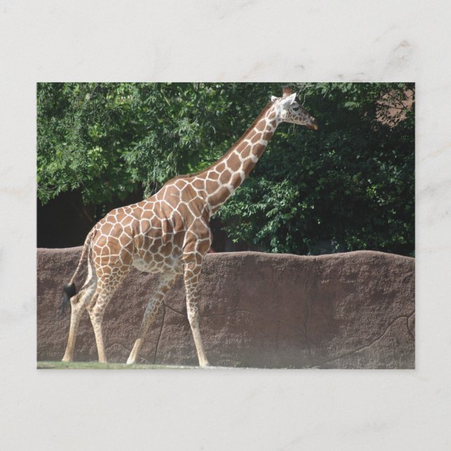 Cartão Postal Girafa (Frente)