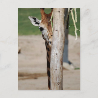 Cartão Postal Girafa