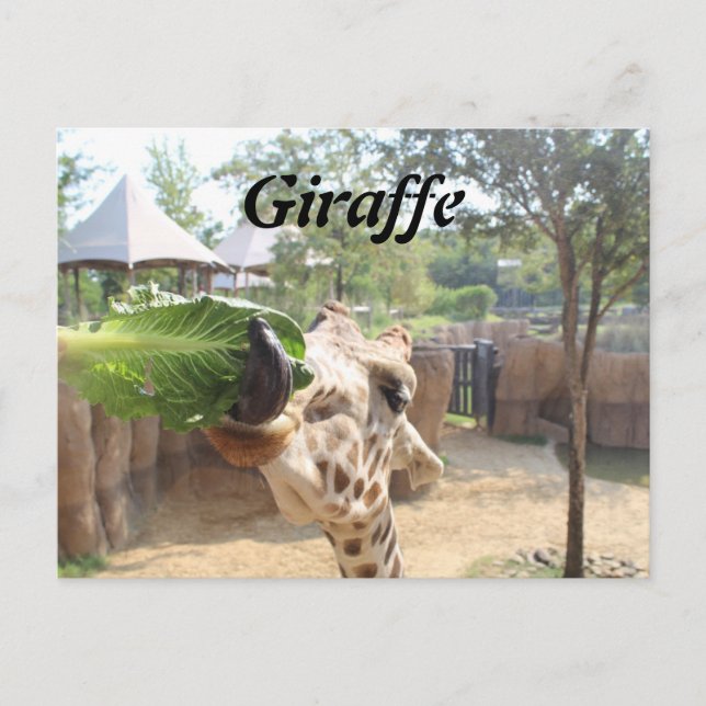 Cartão Postal Girafa # 12 (Frente)