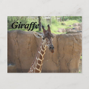 Cartão Postal Girafa # 15