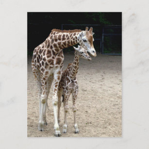 Cartão Postal Girafa com criança