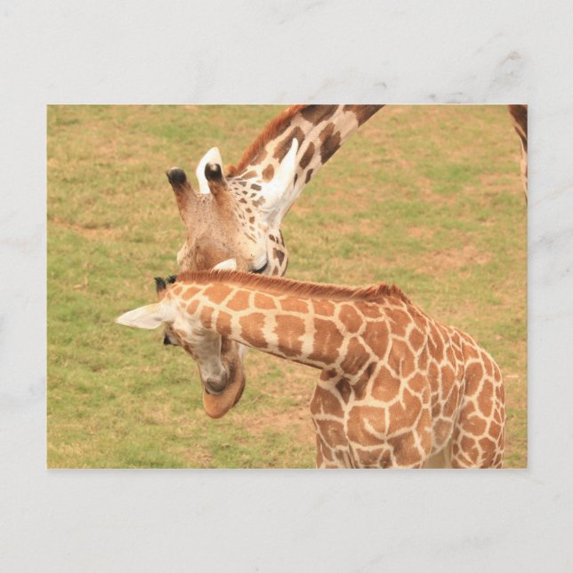 Cartão Postal Girafa de bebê e mãe #3 (Frente)