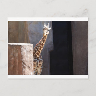 Cartão Postal girafa-de-espinho
