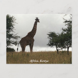 Cartão Postal Girafa do Quênia na natureza