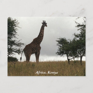 Cartão Postal Girafa do Quênia na natureza