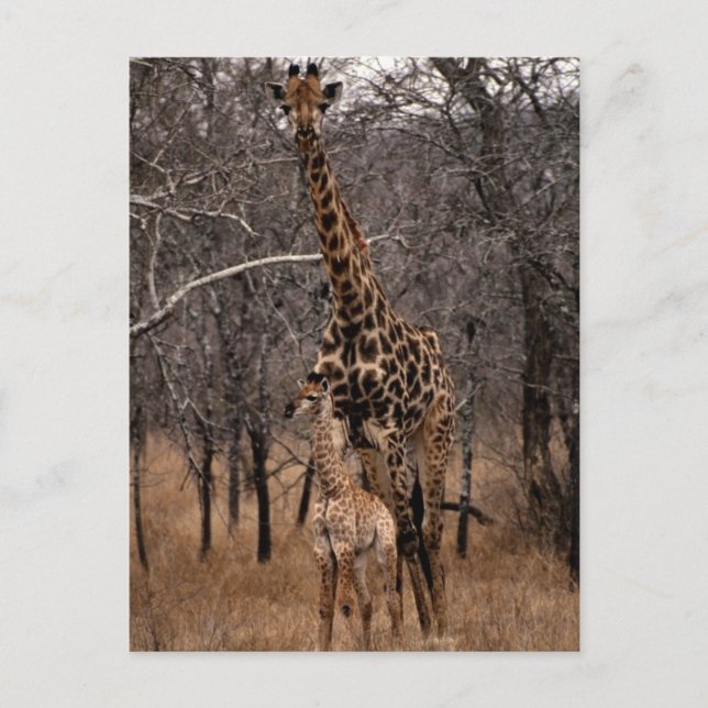 Cartão Postal Girafa e Baby Giraffe (Frente)