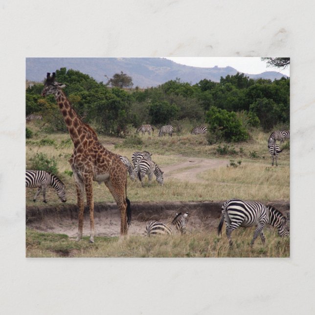 Cartão Postal girafa e zebra (Frente)