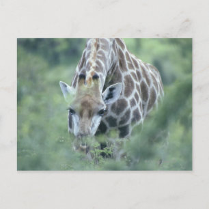 Cartão Postal Girafa (Giraffa camelopardalis) alimentando-se de