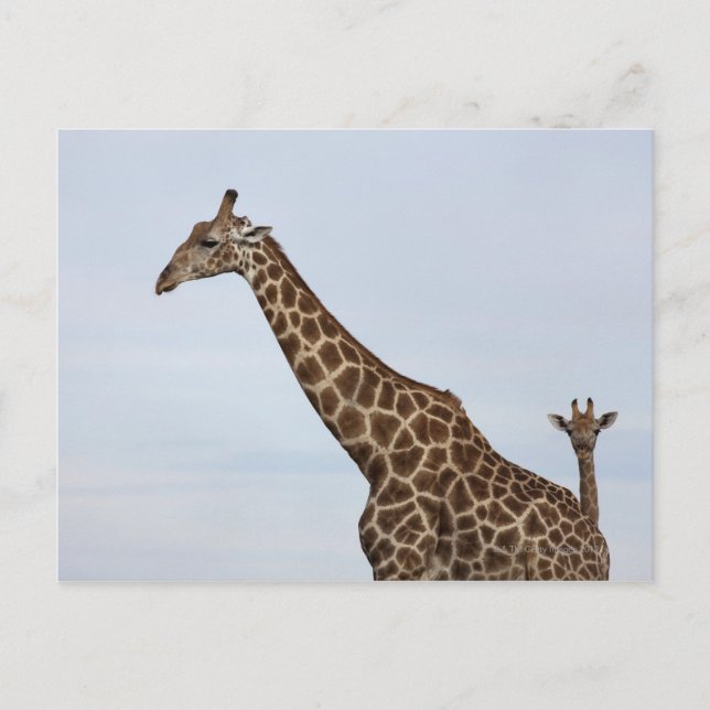 Cartão Postal Girafa (Giraffa camelopardalis), Chobe Nacional (Frente)