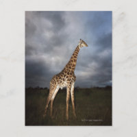 Girafa (Giraffa camelopardalis) em dramático