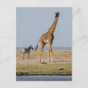 Cartão Postal Girafa junto a um bebedouro