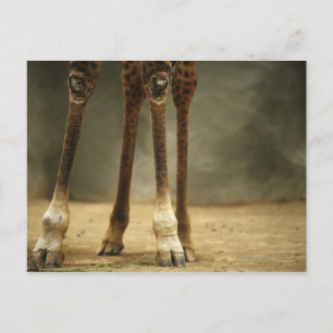 Cartão Postal Girafa Masai, vista de baixo ângulo das pernas, G