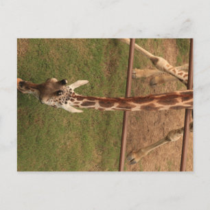 Cartão Postal Girafa nº 8