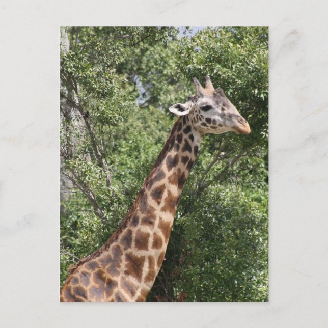 Cartão Postal girafa pescoço longo (Frente)
