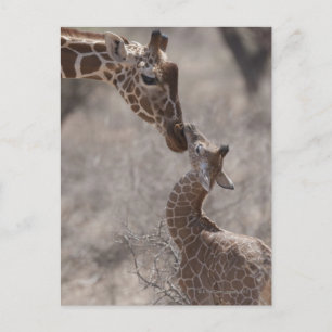 Cartão Postal Girafa, Quênia, África