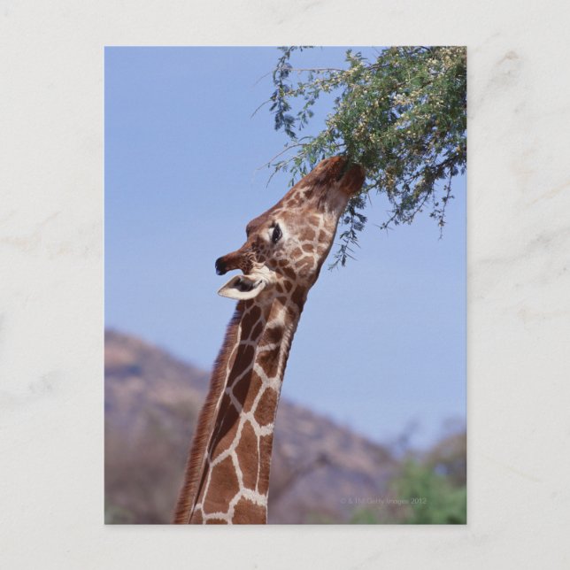 Cartão Postal Girafa Reticulada (Frente)