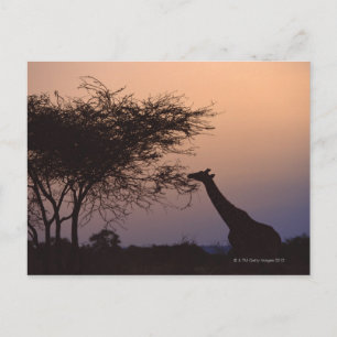 Cartão Postal Girafa Reticulada
