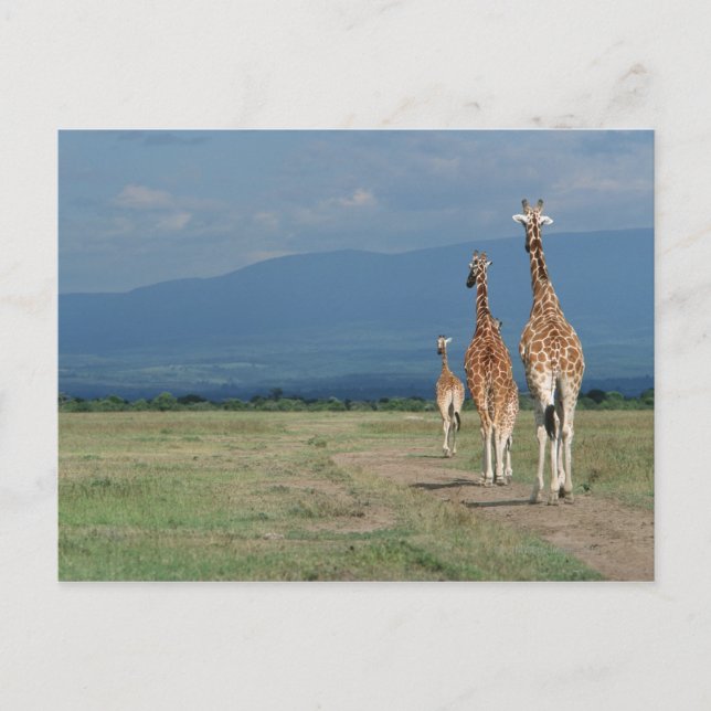 Cartão Postal Girafa reticulada (Girafa camelopardalis) 2 (Frente)
