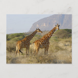 Cartão Postal Girafa Somali, Girafa Reticulada, Girafa