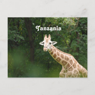Cartão Postal Girafa Tanzaniana