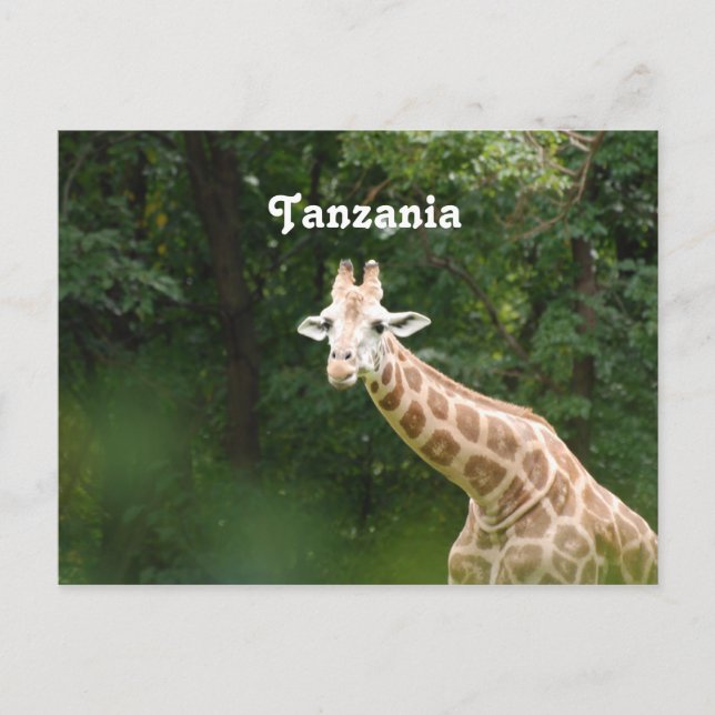 Cartão Postal Girafa Tanzaniana (Frente)